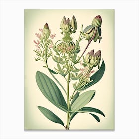 Milkweed Wildflower Vintage Botanical 2 Canvas Print
