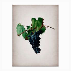 Vintage Grape Vine Botanical on Parchment Canvas Print