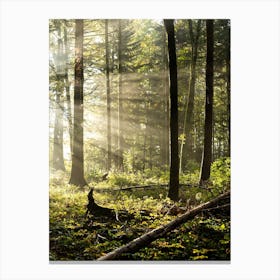 Sunbeams In The Forest Canvas Print