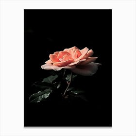 Pink Rose 30 Canvas Print