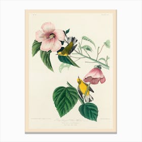 Blue Winged Yellow Warbler, Birds Of America, John James Audubon Canvas Print