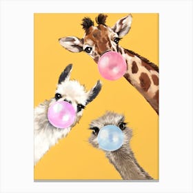 Giraffes Chewing Gum Canvas Print Canvas Print