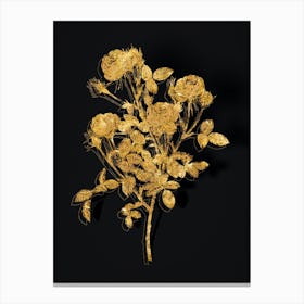 Vintage Burgundian Rose Botanical in Gold on Black n.0022 Canvas Print