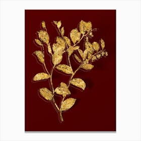 Vintage Andromeda Axillaris Bloom Botanical in Gold on Red Canvas Print