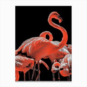 Flamingos Canvas Print