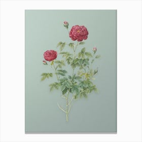 Vintage Burgundy Cabbage Rose Botanical Art on Mint Green n.0520 Canvas Print