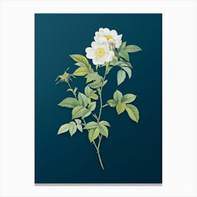 Vintage White Anjou Roses Botanical Art on Teal Blue n.0073 Canvas Print
