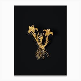 Vintage Sand Iris Botanical in Gold on Black Canvas Print