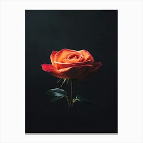 Single Rose On Black Background 51 Canvas Print