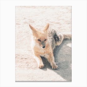 Desert Fox Canvas Print