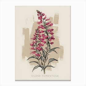 SILENE TOMENTOSA Canvas Print