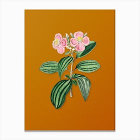 Vintage Starry Osbeckia Flower Botanical on Sunset Orange n.0802 Canvas Print