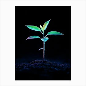 Small Green Plant On Black Background 5 Canvas Print