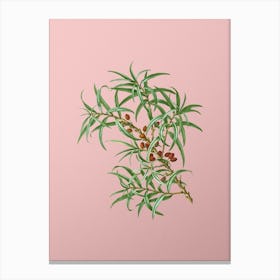 Vintage Common Sea Buckthorn Botanical on Soft Pink n.0710 Canvas Print
