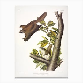 Oregon Flying Squirrel, John James Audubon Canvas Print