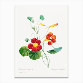 Monk'S Cress, Pierre Joseph Redouté Canvas Print