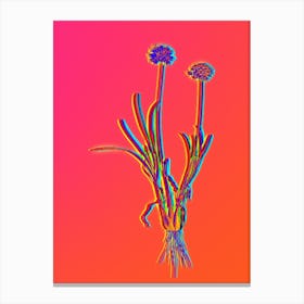 Neon Allium Carolinianum Botanical in Hot Pink and Electric Blue n.0445 Canvas Print