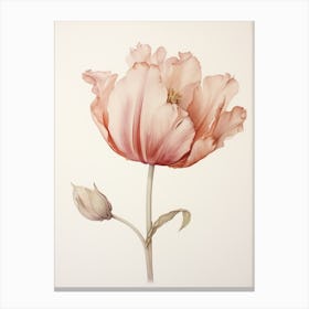 Pressed Flower Botanical Art Tulip 2 Canvas Print