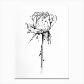 English Rose Black And White Line Drawing 26 Canvas Print
