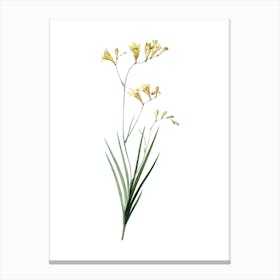 Vintage Freesia Botanical Illustration on Pure White Canvas Print