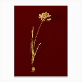 Vintage Galaxia Ixiaeflora Botanical in Gold on Red n.0117 Canvas Print