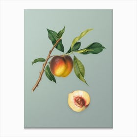 Vintage Peach Botanical Art on Mint Green n.0637 Canvas Print