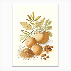 Nutmeg Spices And Herbs Pencil Illustration 4 Canvas Print