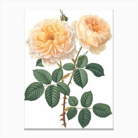 English Roses Painting Rose With Leaves 3 Canvas Print