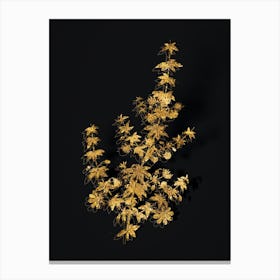 Vintage Madder Leaved Bauera Botanical in Gold on Black n.0115 Canvas Print