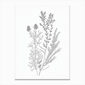 Thyme Herb William Morris Inspired Line Drawing 1 Canvas Print
