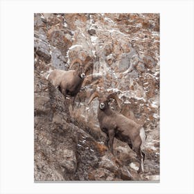 Cliffside Sheep Canvas Print