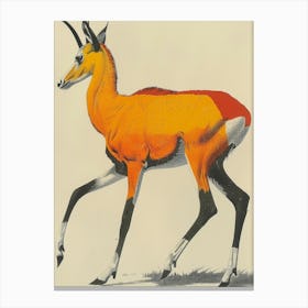 Antelope 16 Canvas Print