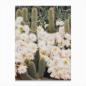 White Cactus Flowers Canvas Print