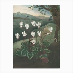 Cyclamen 2 Canvas Print