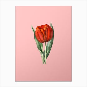 Vintage Gesner's Tulip Branch Botanical on Soft Pink n.0285 Canvas Print