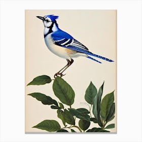 Blue Jay James Audubon Vintage Style Bird Canvas Print