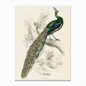 Peacock By Person Canvas Print