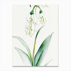 Lily Of The Valley Herb Minimalist Watercolour 3 Canvas Print