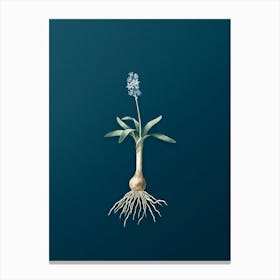 Vintage Scilla Lingulata Botanical Art on Teal Blue n.0664 Canvas Print