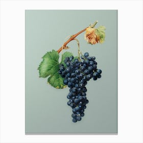 Vintage Grape Spanna Botanical Art on Mint Green n.0446 Canvas Print