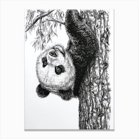 Giant Panda Cub Hanging Upside Down From A Tree Ink Illustration 1 Canvas Print