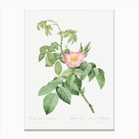 The Apple Rose, Pierre Joseph Redoute Canvas Print