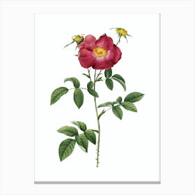 Vintage Stapelia Rose Bloom Botanical Illustration on Pure White n.0359 Canvas Print