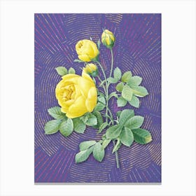 Vintage Yellow Rose Botanical Illustration on Veri Peri n.0017 Canvas Print