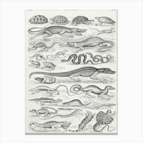Reptiles, Oliver Goldsmith Canvas Print