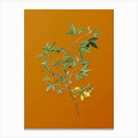 Vintage Stinking Bean Trefoil Botanical on Sunset Orange n.0894 Canvas Print