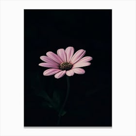 Pink Daisy 8 Canvas Print