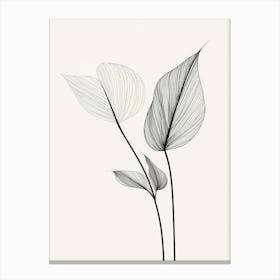 Line Drawing Of A Leaf 11 Canvas Print