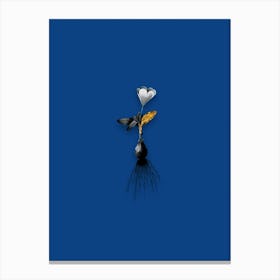 Vintage Cape Tulip Black and White Gold Leaf Floral Art on Midnight Blue n.0916 Canvas Print