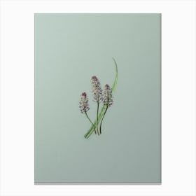 Vintage Meadow Squill Flower Botanical Art on Mint Green n.0456 Canvas Print